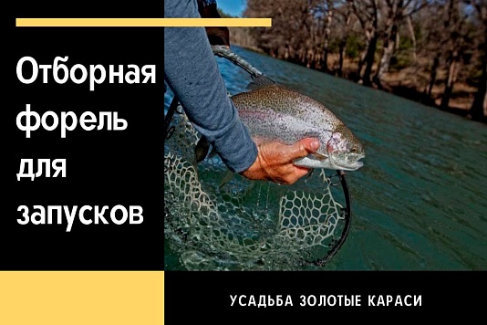 Привоз отборной форели.
